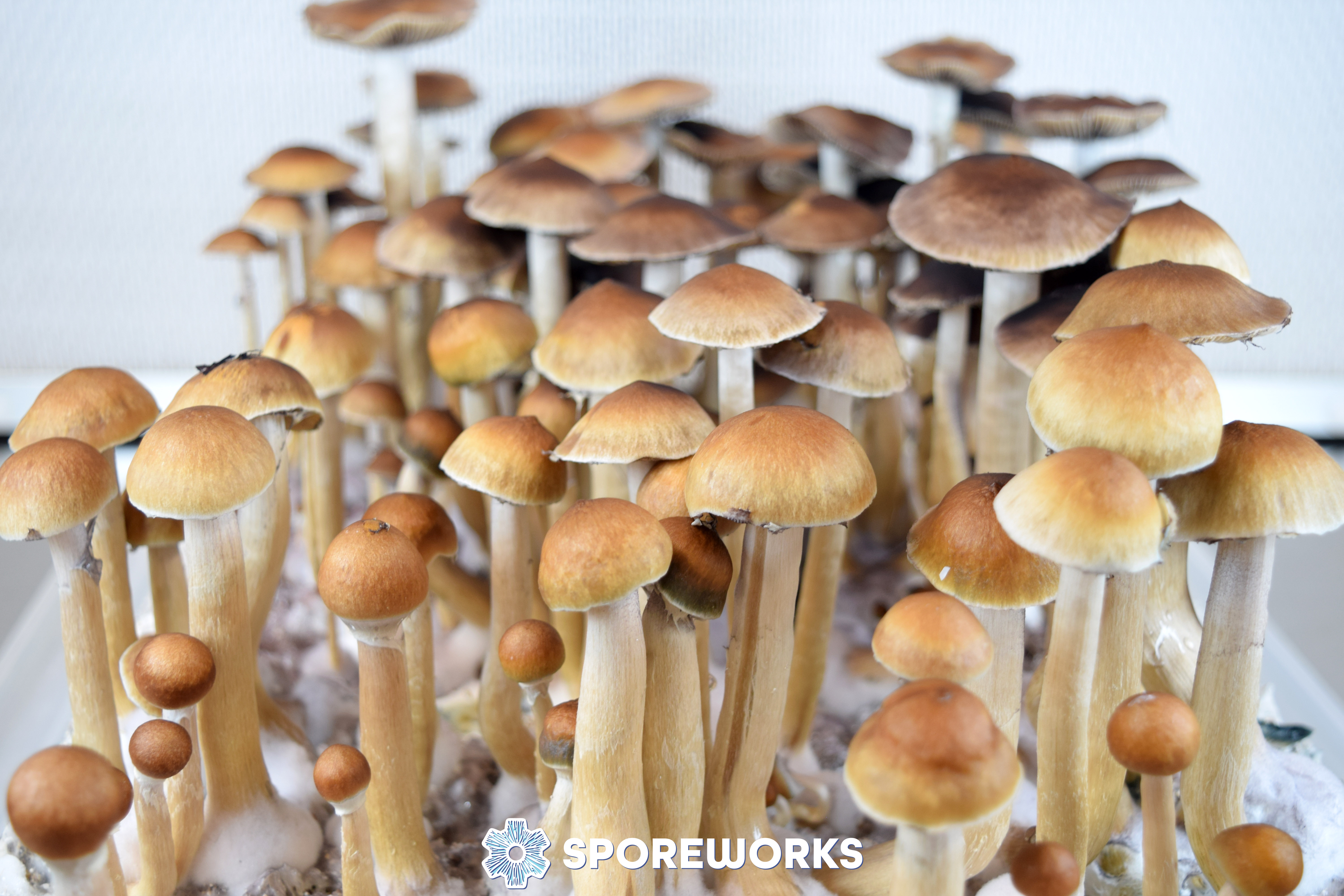 B+ Classic Strain Psilocybe cubensis